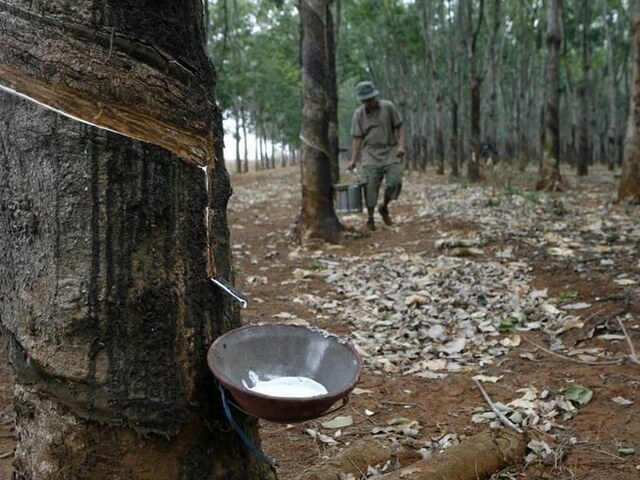 Japanese rubber futures decline