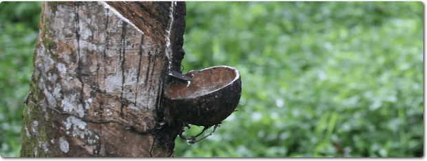 Rubber futures register ‘sharp falls’ on potential EUDR delay