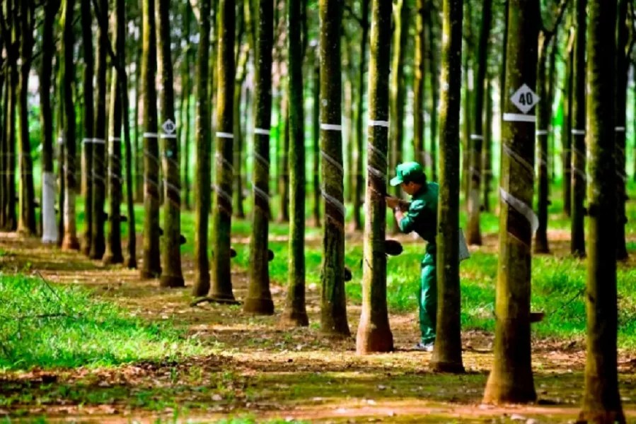 Vietnam's rubber market share accounts for 16,88% of China's total imports