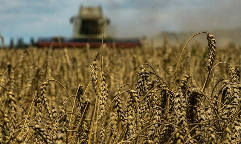 Wheat consolidates below 3-1/2-month peak as supply risks loom