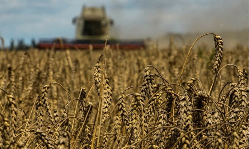 Wheat pauses for breath as Black Sea supply fears fuel rally